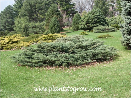 Holbert Juniper (Juniperus chinensis)
A large mature plant in the arboretums conifer collection.